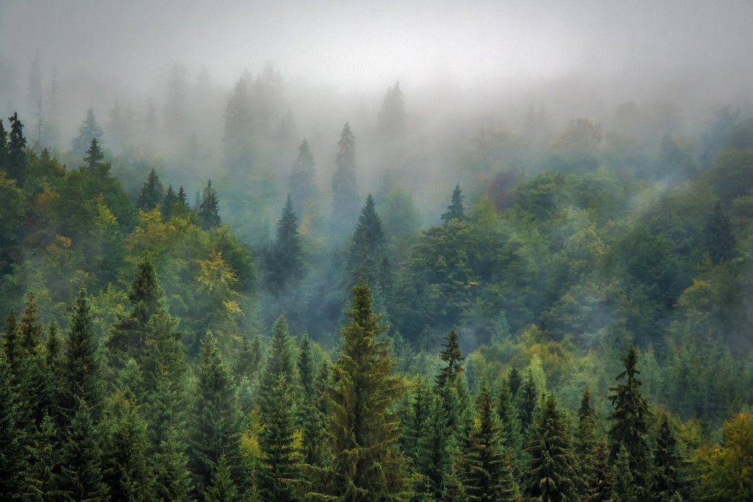 Fir forest in the mist